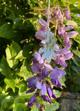 Load image into Gallery viewer, Large Silver Oak Leaf